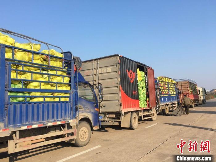 中国"南菜园"广西18小时集结200多吨蔬菜驰援湖北